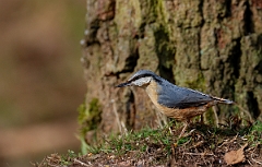 David Plant Photography - Wildlife Photographer - Nuthatch - B
